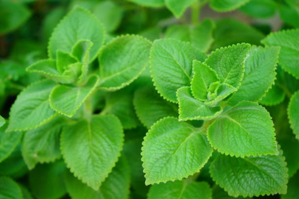 Hortelã grande